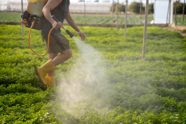 Best Best Pest Control Companies  in Davis Junction, IL