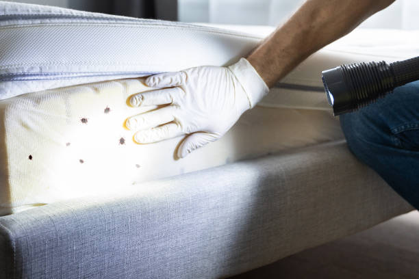 Best Wasp Removal Services  in Davis Junction, IL