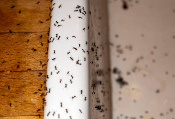 Best Affordable Pest Control Services  in Davis Junction, IL