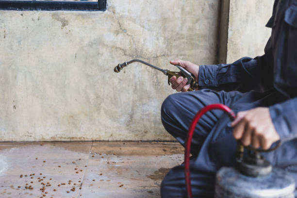 Best Emergency Pest Control  in Davis Junction, IL